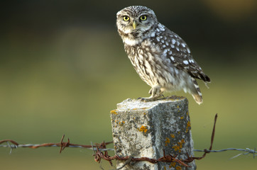 Adult male of Little owl. Athene noctua