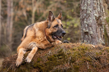 Elderly German shepherd dog lies in a coniferous forest