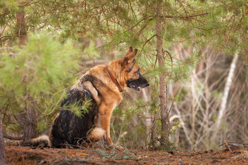 Elderly German shepherd dog sits among coniferous trees
