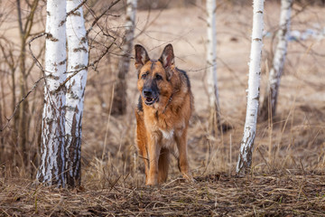 German Shepherd dog stands among the birches in the spring forest