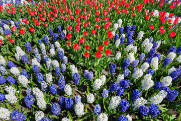 Flowers field with red white blue tulips and hyacinths