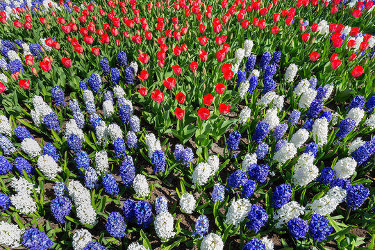 Flowers Field With Red White Blue Tulips And Hyacinths