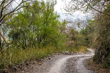 Forest Path
