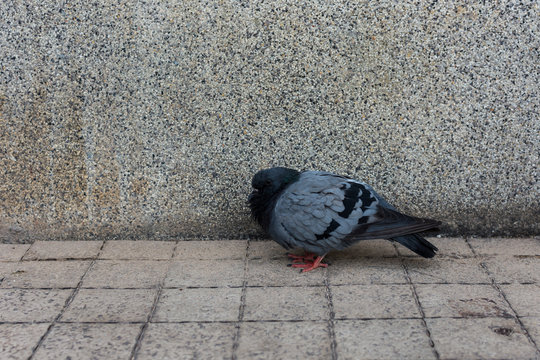 Pigeon sick and stand alone at the park.