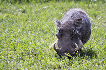 Warthog