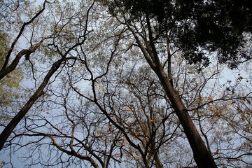Trees in the summer / Trees silhouette