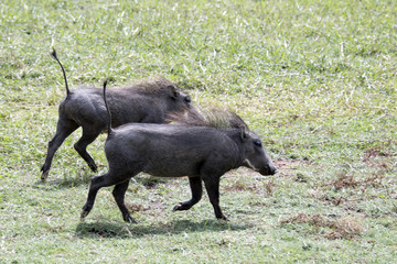 Baby warthogs