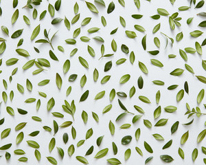 Green leaves and white background