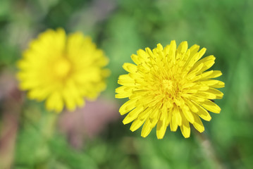 Yelow spring dandelion close-up