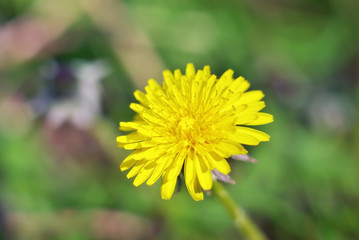 Yelow spring dandelion close-up