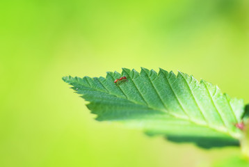 Ant on the green leaf