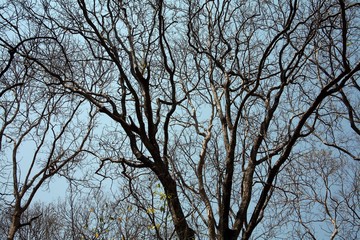 Trees in the summer / Trees silhouette