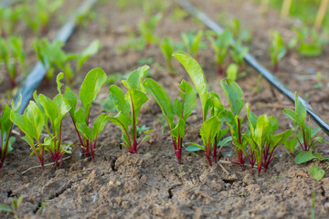 Молодые ростки свеклы