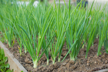 Green onion on the bed