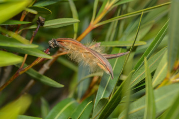 Fruchtschote des Oleander