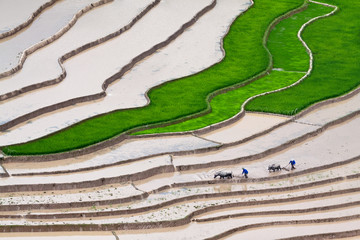 Terraced rice fields in Vietnam