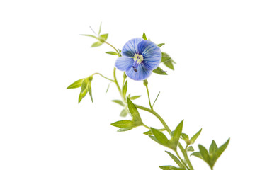 Little blue flower isolated