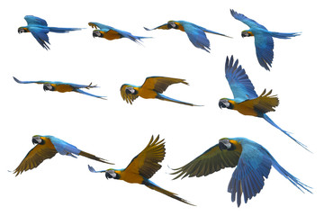 Set of macaw flying , Beautiful blue and gold macaw isolated on white background © chamnan phanthong