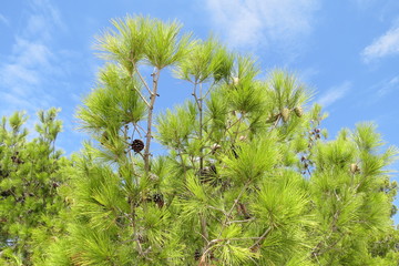 Summer pinecone tree forest in Bar-city, Montenegro