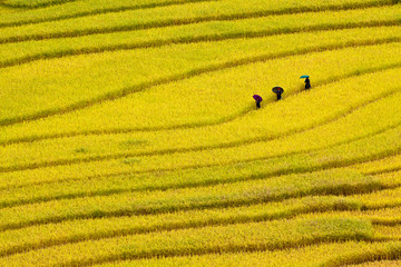 Terraced rice fields in Vietnam