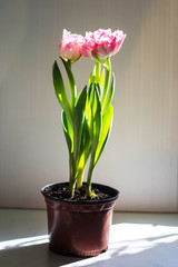 Beautiful bouquet of pink tulips on a white background