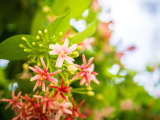 Quisqualis indica flower, pink flowers blossom.