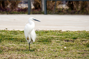 Obraz premium Snowy Egret standing on one leg