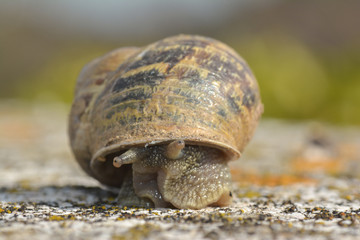 Kleine Schnecke auf der Mauer