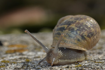 Kleine Schnecke auf der Mauer