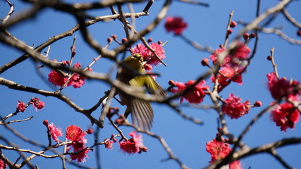 蜜を狙うメジロ