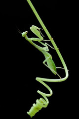 An mantodea crawling on the tree