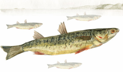Mullet
