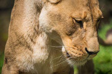Closeup Lioness Portrait