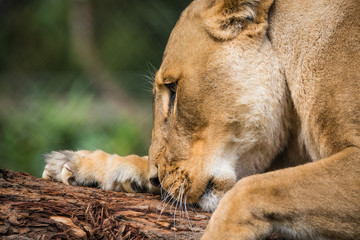 Closeup of Lioness on a log