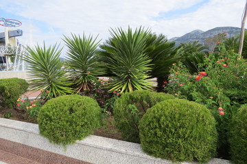 Palm trees on the flowerbed