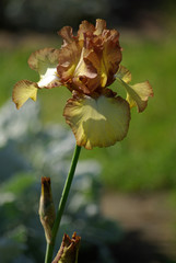 Iris jaune pâle à bords cuivrés au jardin au printemps