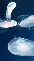クラゲ