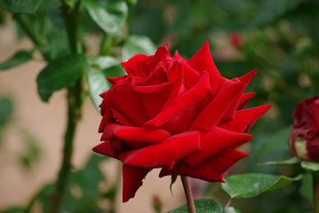 Rose rouge carmin au jardin au printemps