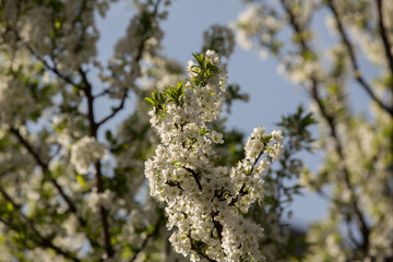 Plum blossoms and plums