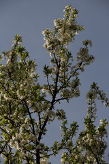 Plum blossoms and plums