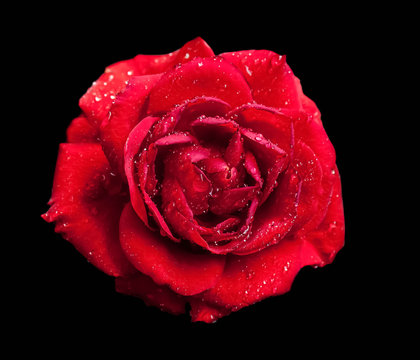 Beautiful red rose with drops shining like diamonds, Floral wallpaper