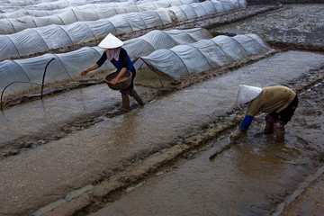 The unidentified farmers are planting rice in Vietnam
