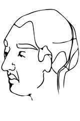 vector sketch of the face of an adult male