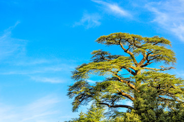 krone of a big tree against the background of the blue sky in sunny day