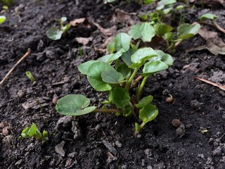 Young saturated green plant on black ground as a background