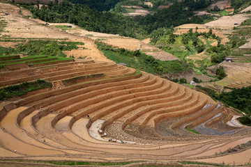 Terraced rice fields in Vietnam