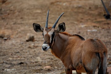 The brown antelope stood looking at the alien object that would come close to itself.