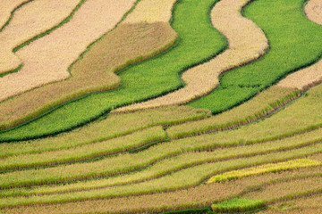 Terraced rice fields in Vietnam