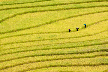 Terraced rice fields in Vietnam