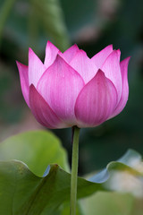  Lotus flower and Lotus flower plants
